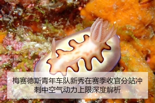 梅赛德斯青年车队新秀在赛季收官分站冲刺中空气动力上限深度解析